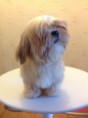 /album/rmoretto-cane-adele-oneandonly/a2013-12-31-17-49-44-jpg/
